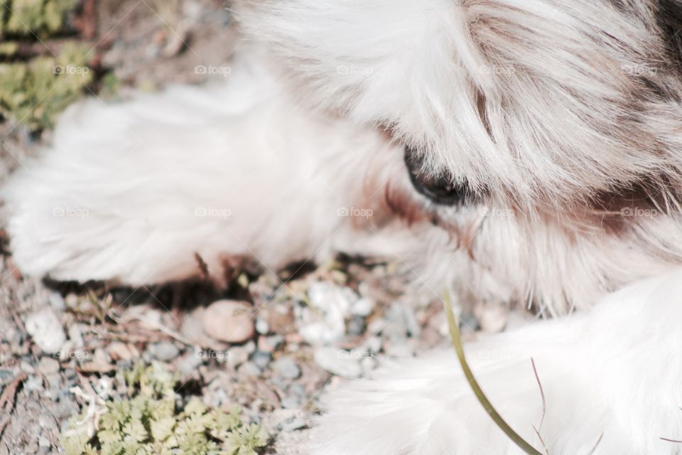 The front paws of a small dog. 