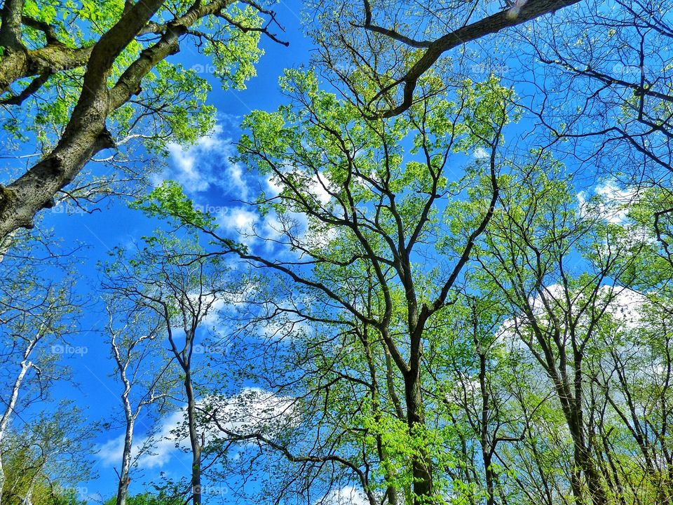Trees and sky