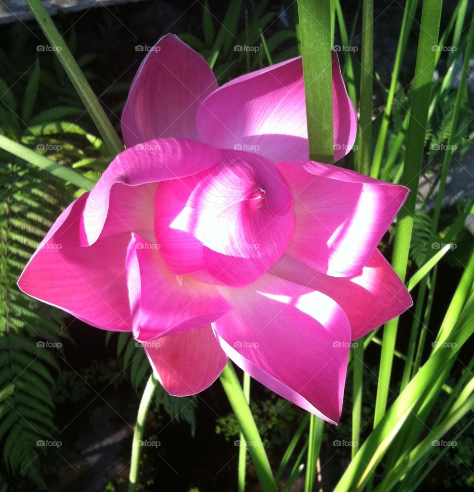 Pink lotus opening 