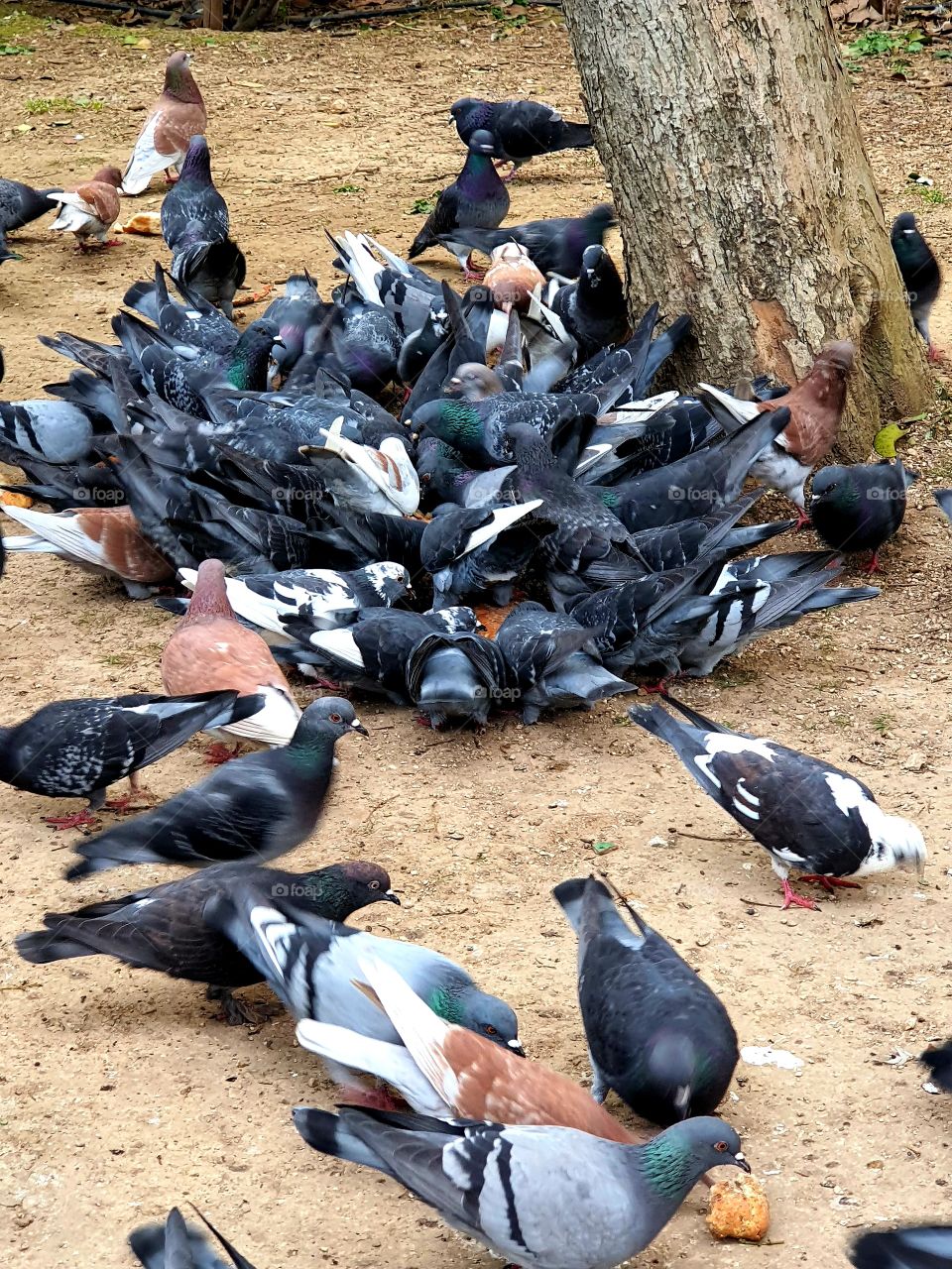 pigeons