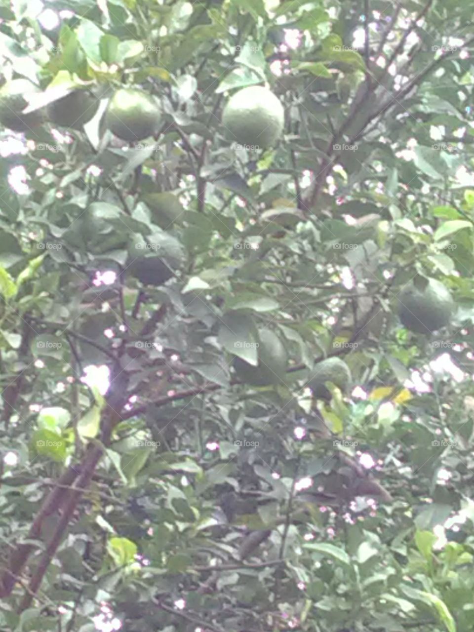 This is a very beautiful the tree of green orange.