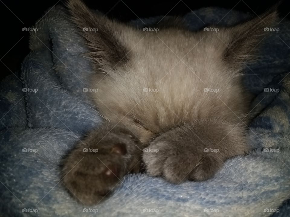 Sleepy Siamese Kitten