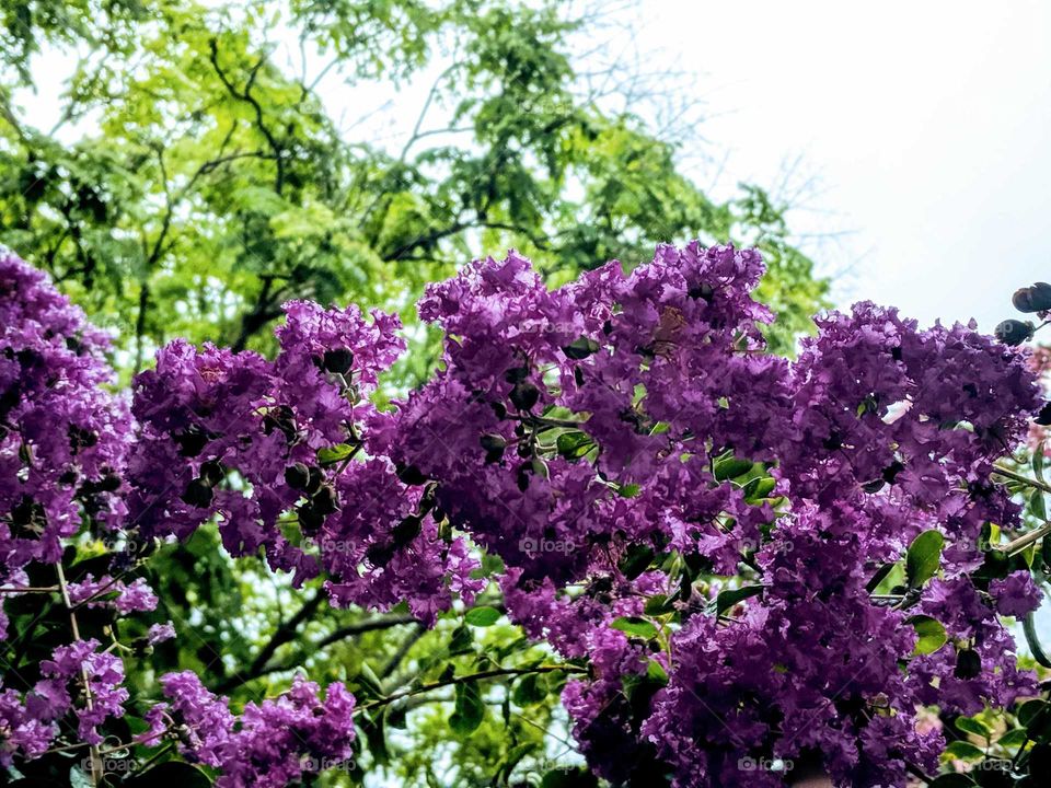 Up close purple flowers