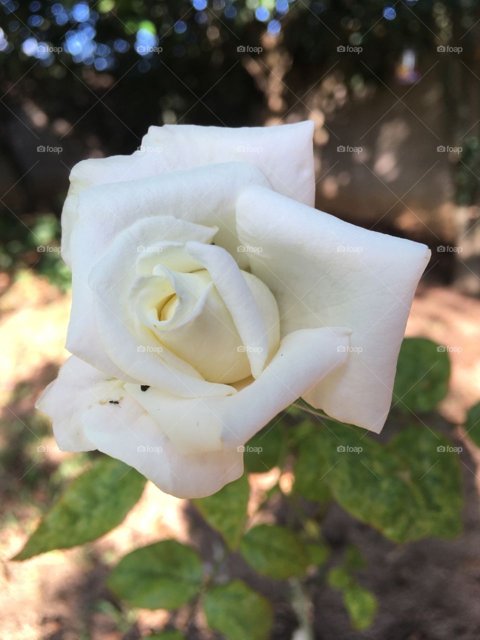 Our white rose with vanilla scent!  How not to be inspired by the beauty of nature? / Nossa rosa branca com perfume de baunilha! Como não se inspirar na beleza da natureza?