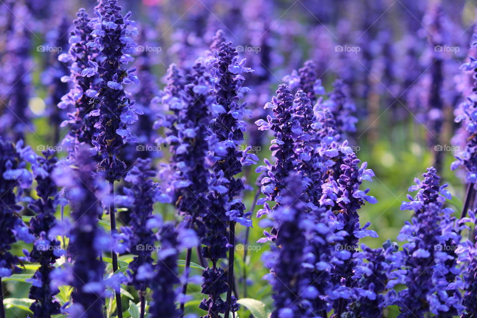 | purple field of flowers |
