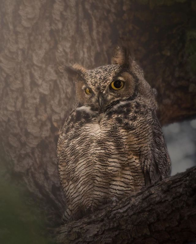 owl