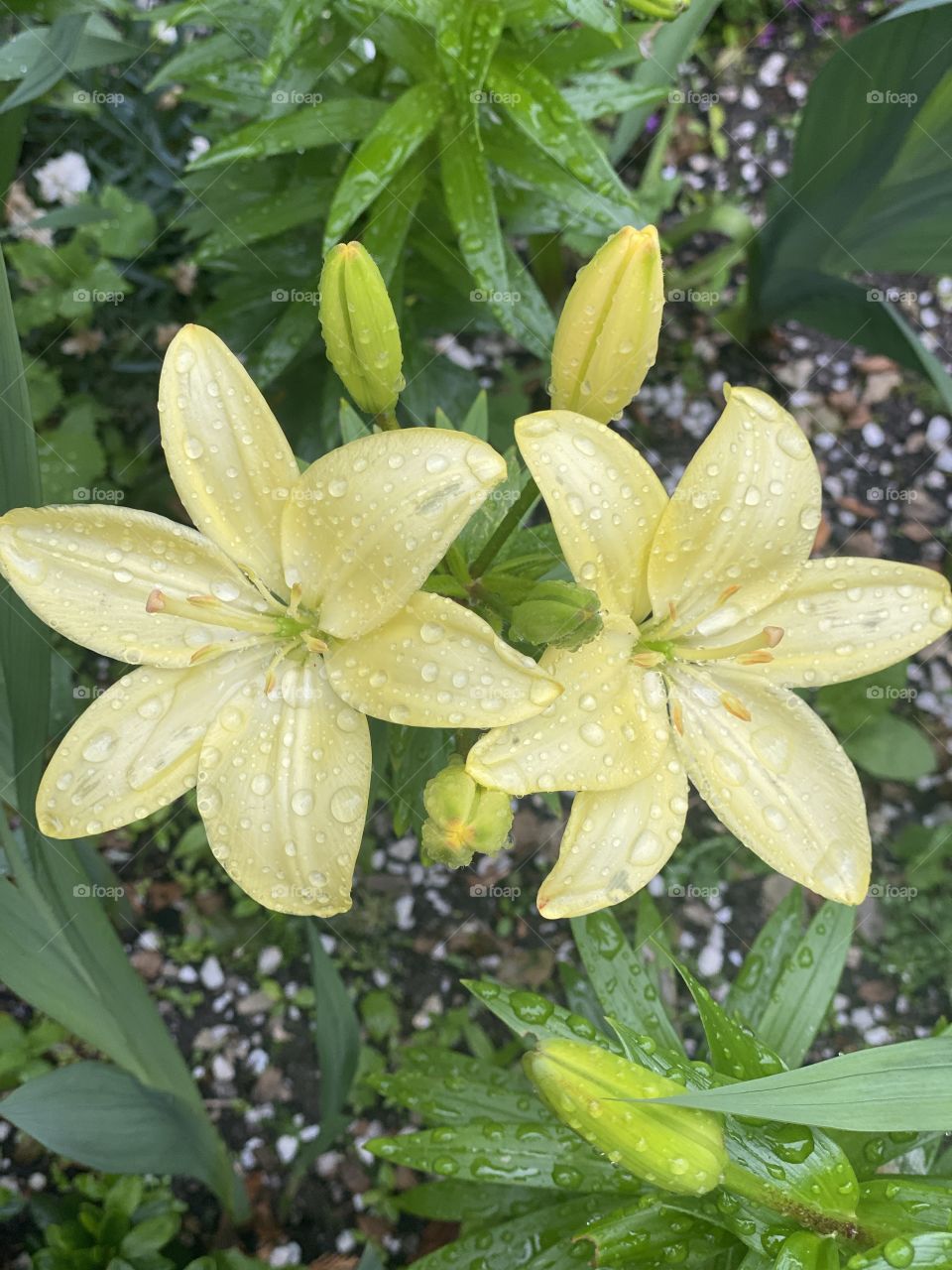 Yellow flower. It fills my heart with happiness.