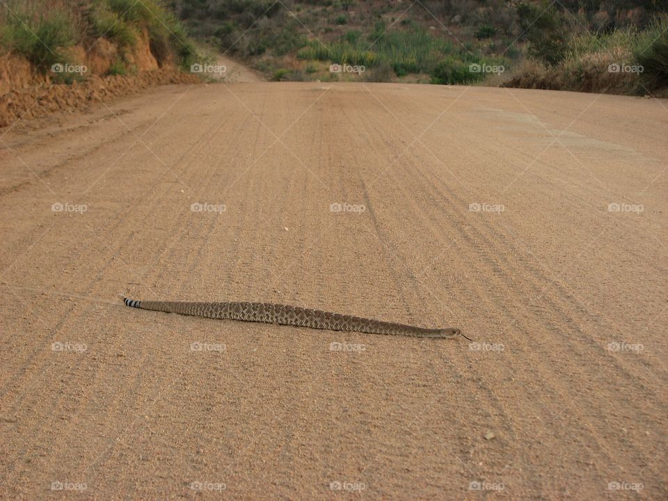 Red Diamond rattlesnake crossing road in Western Riverside County California. 