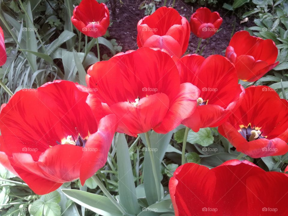 Many tulips red