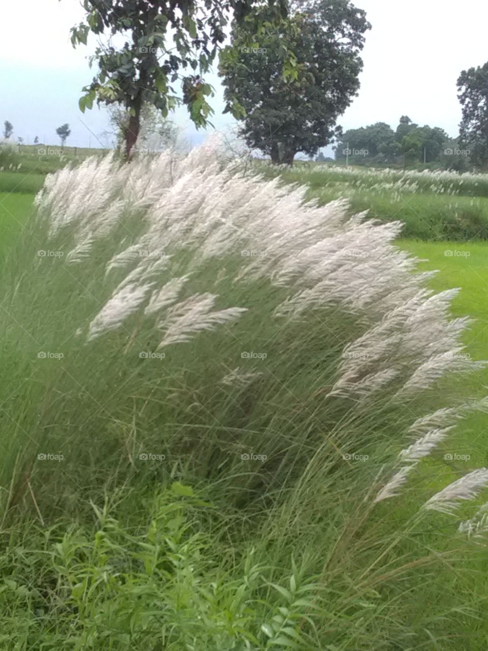 This is a very beautiful flower and very nice showing 😃wao. Grass flowers.