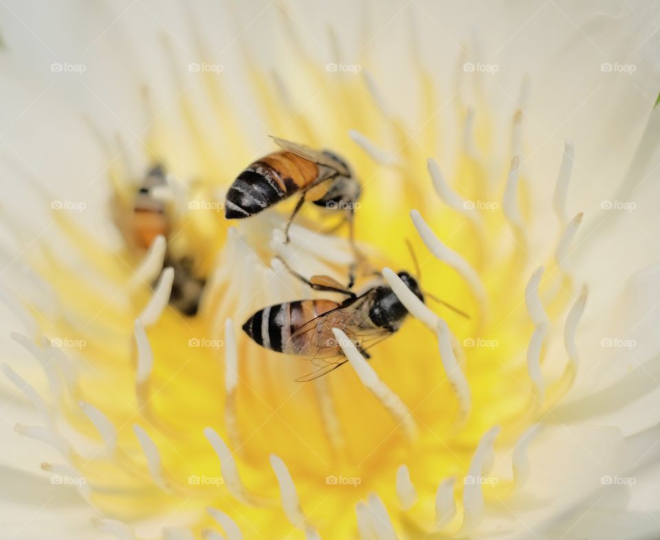 Bees and Beautiful lotus