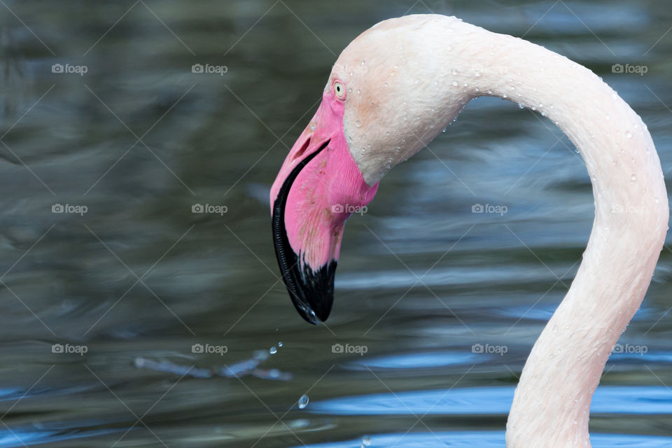 Portrait of flamingo bird with water droplets on head and neck 