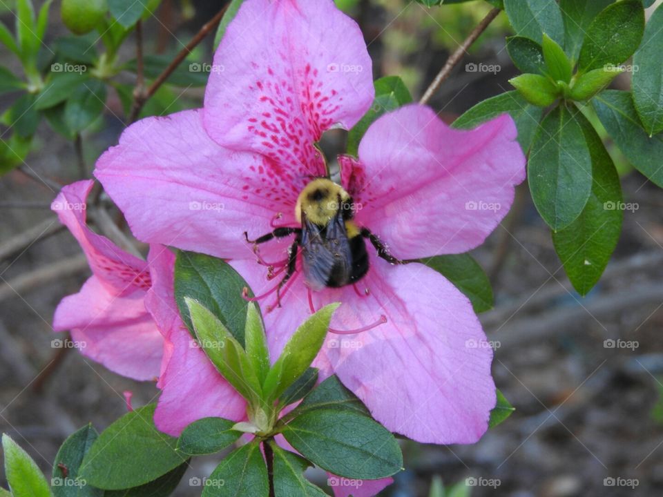 Bee gathering pollen from an azalea bloom