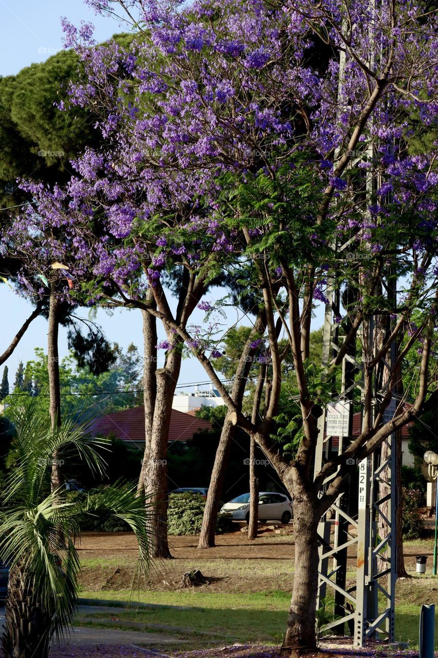 Purple flowers tree grow together with electric pole 