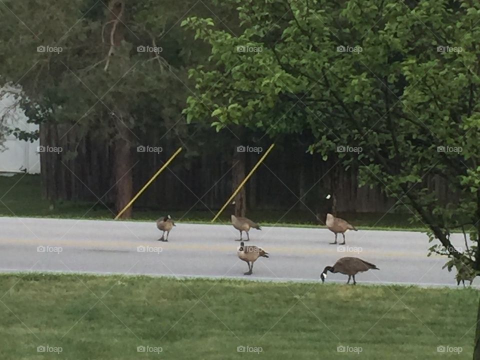 Geese Parade