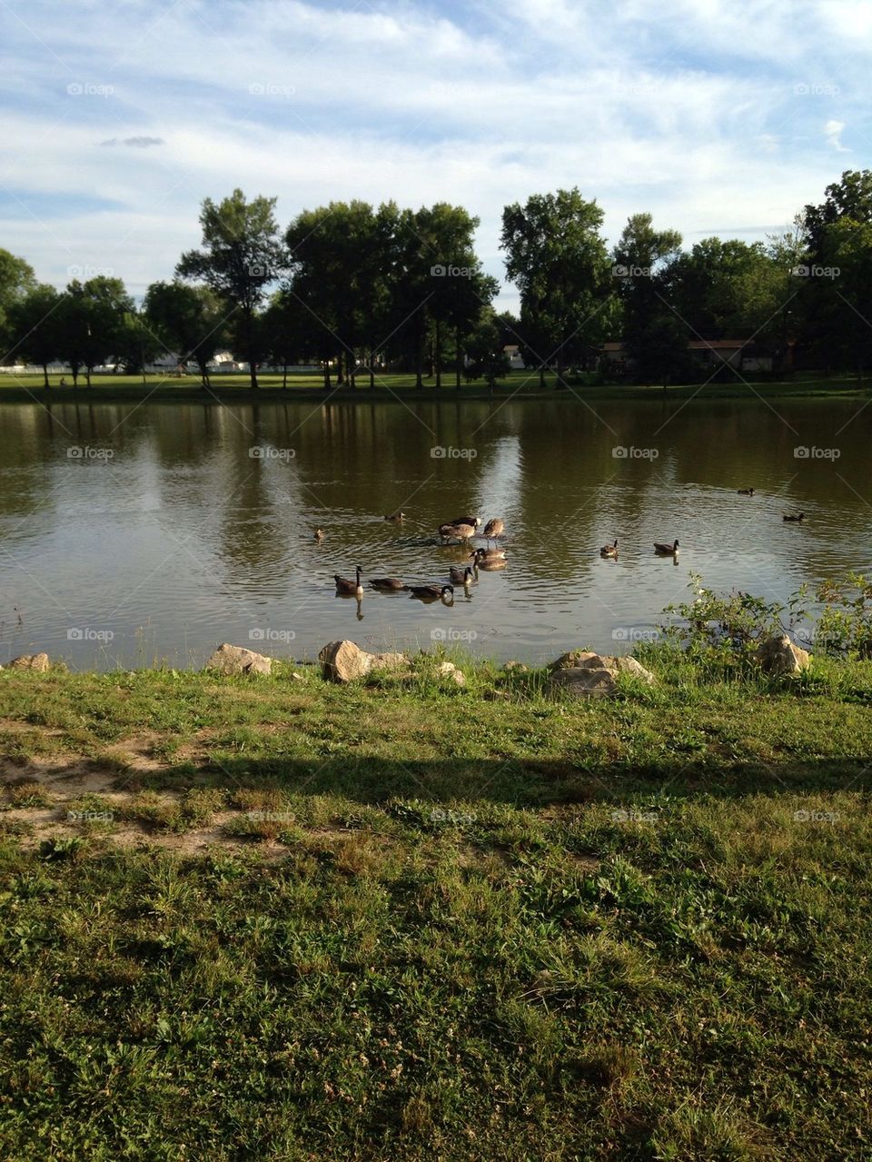 Geese in the lake