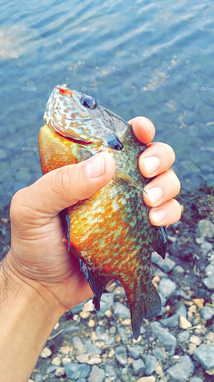 bluegill fish in my hand. catch and release for this lucky fish! 