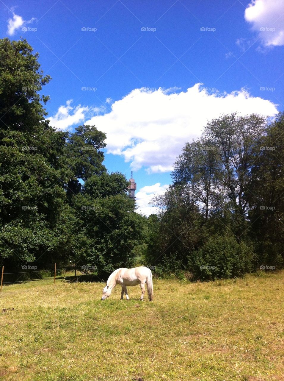 summer horse blue sky greenery by zea7