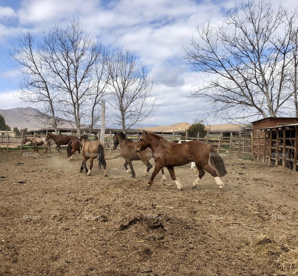 running horses