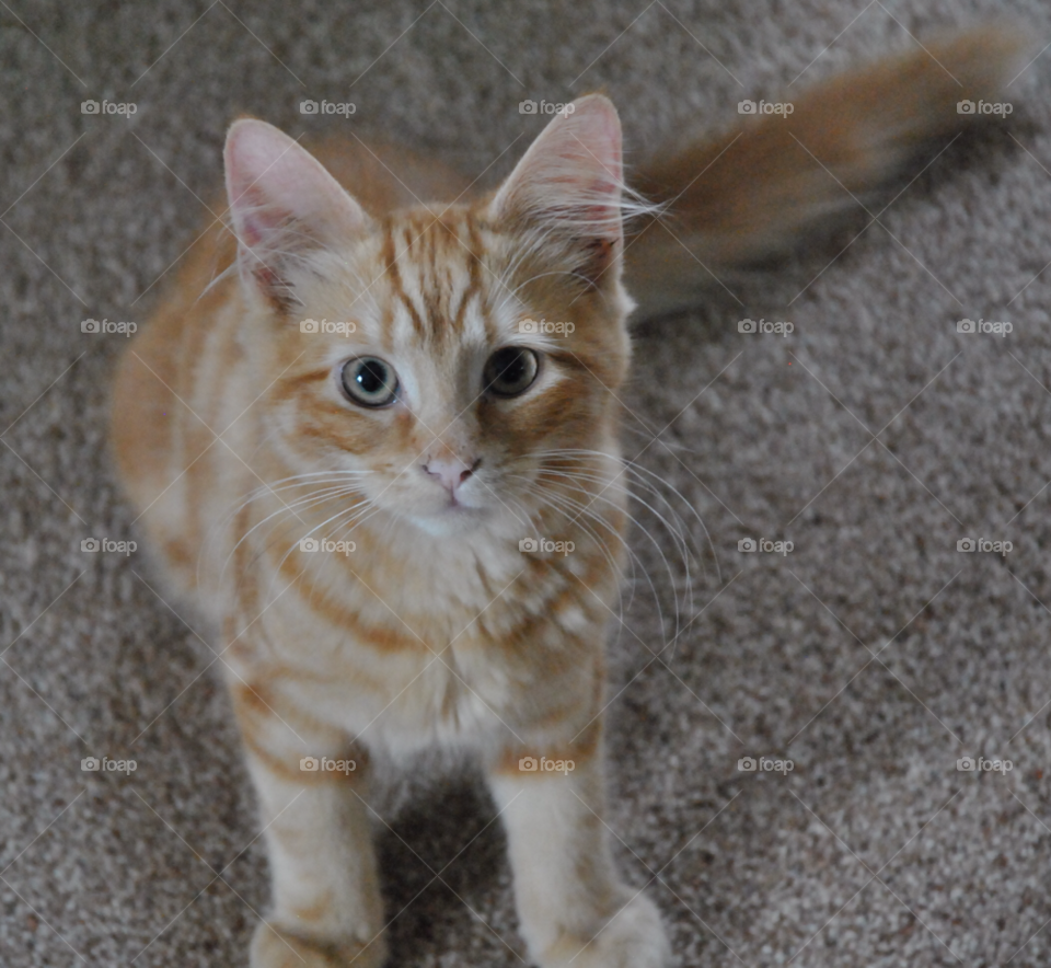 white cat cute fluffy by ShutterBug_NikonGirl