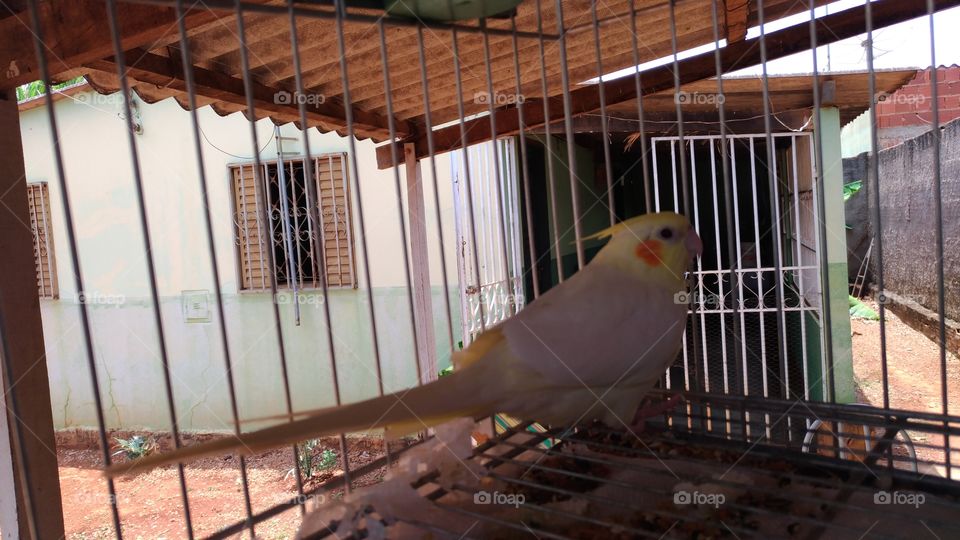 Pássaro da fauna de Goiás