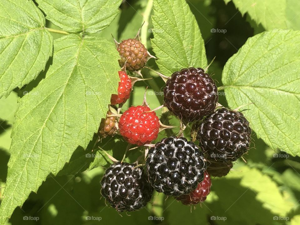 Fresh wild raspberries