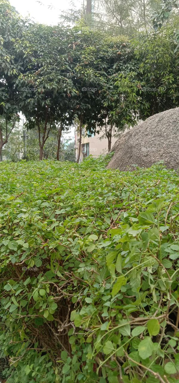 green plants and rocks