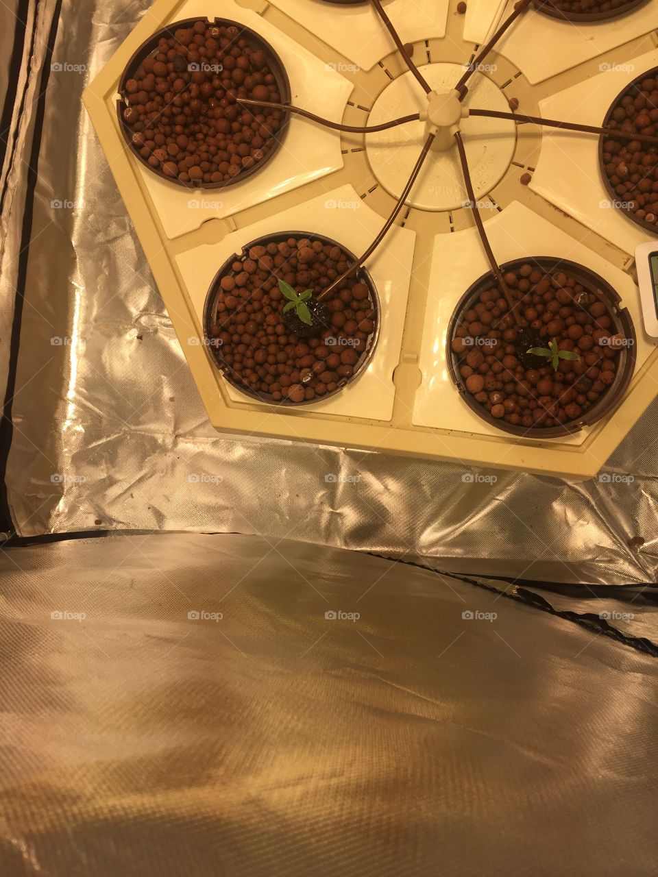2 cannabis seedlings, May 15, 2018. 