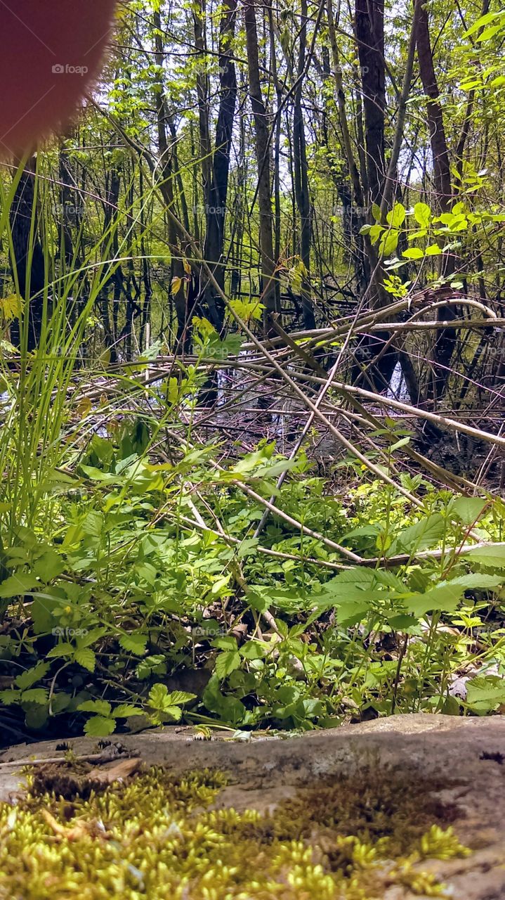 hidden swamp