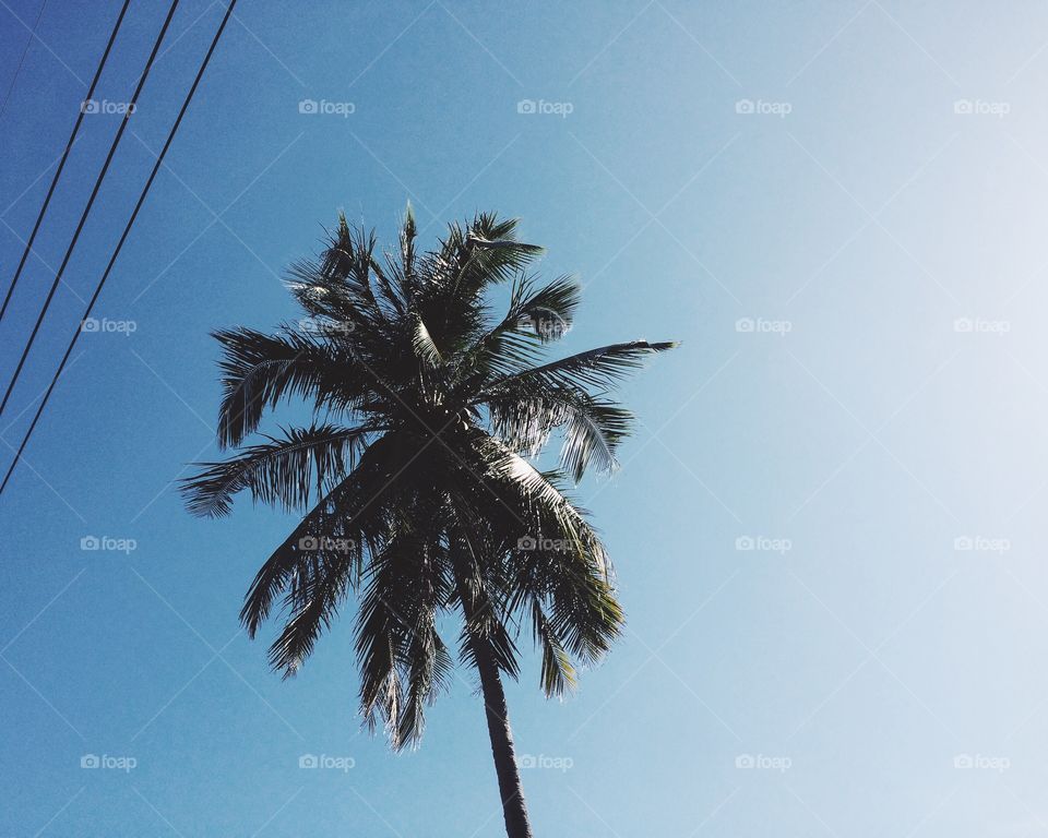 Palm & sun