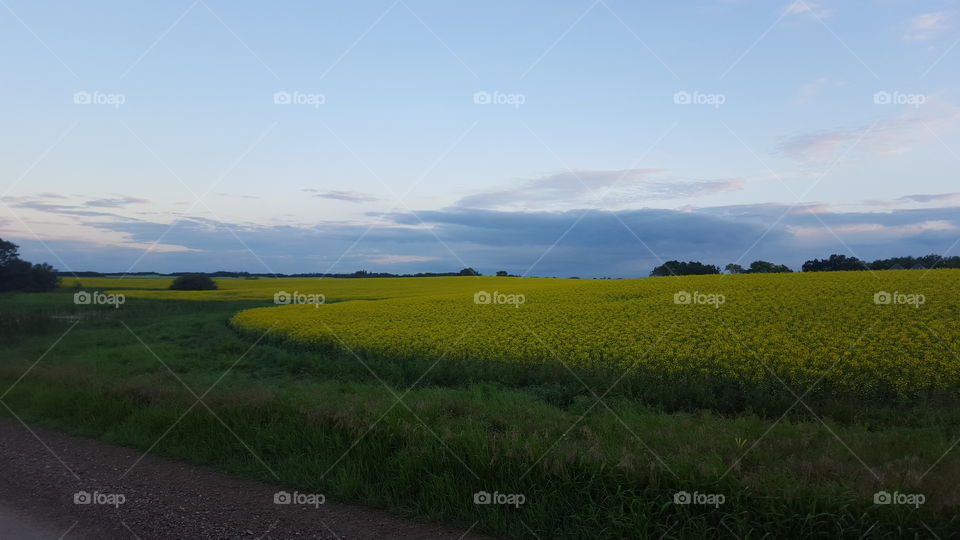 Manitoba canola field