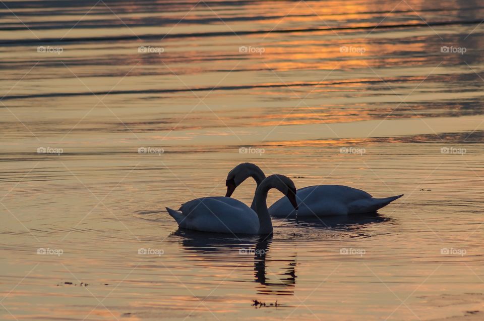 Romantic swans