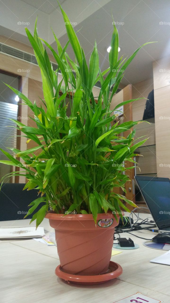 Chinese lucky bamboo plan at work place