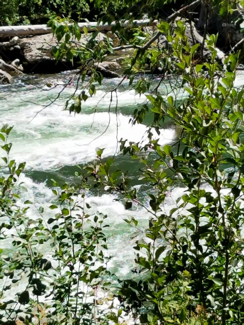 river through the trees