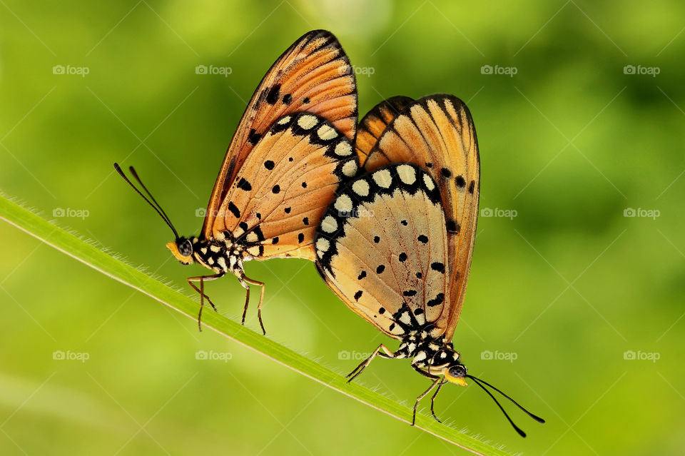 Orange butterfly matting on green.