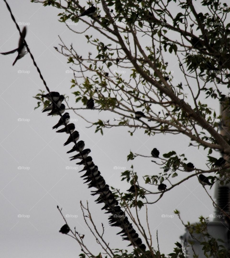 Pretty Birds All in a Row