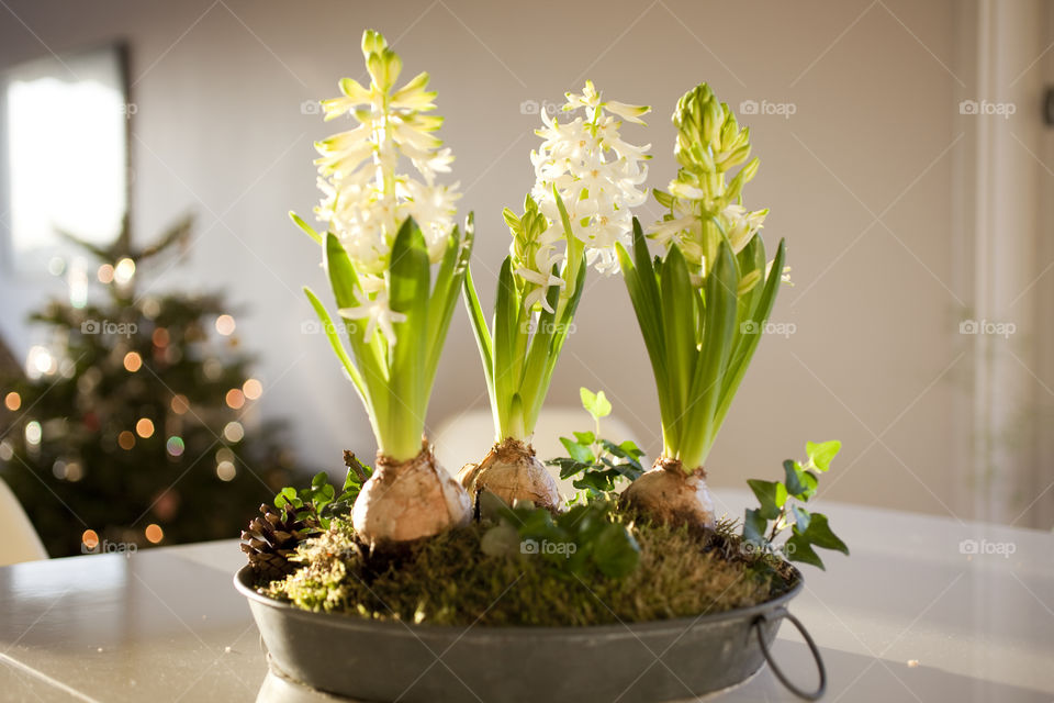 Plants on table