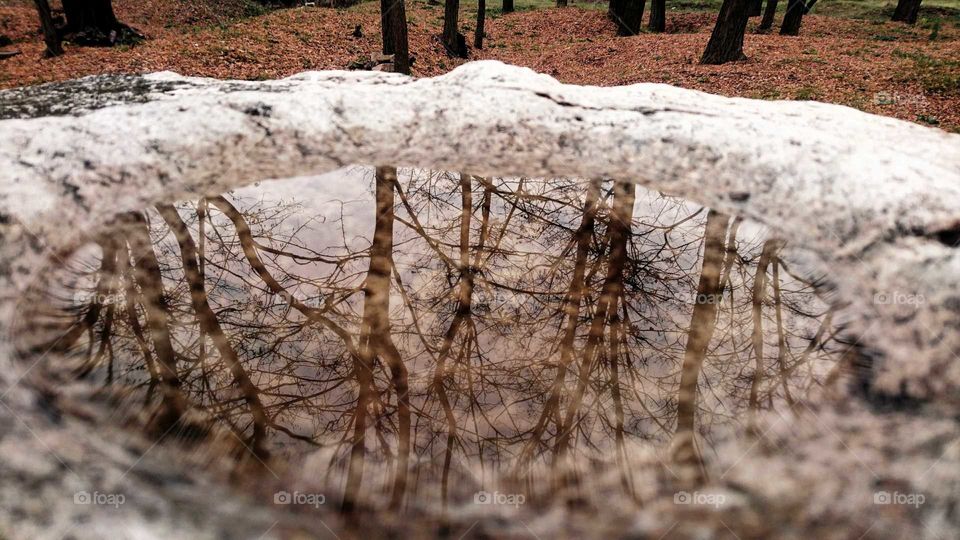Tree-shaped reflection