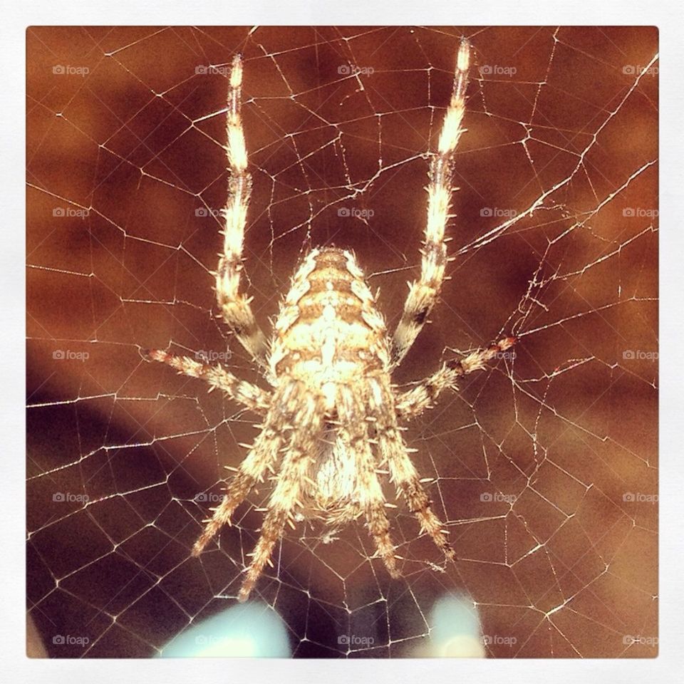 Mr. Spider