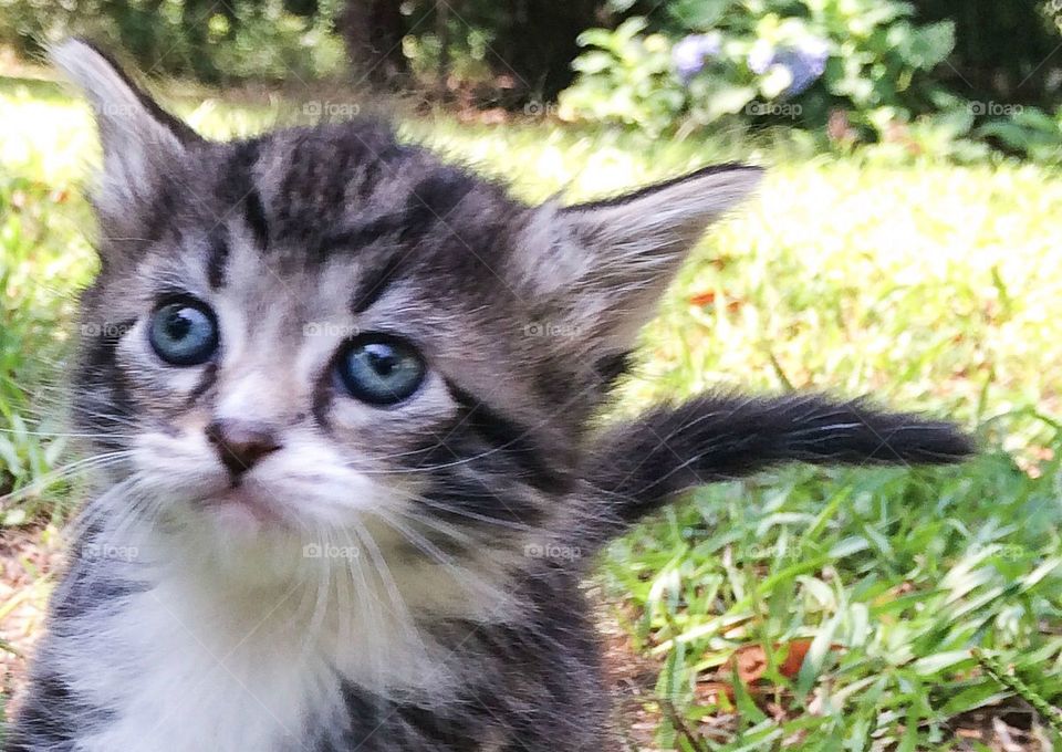 Blue eyed kitty