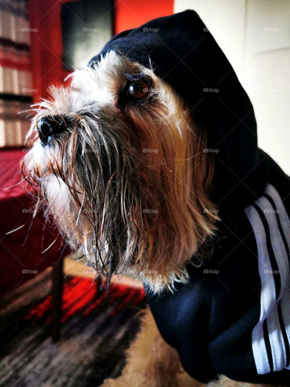 Dog after taking a shower at home