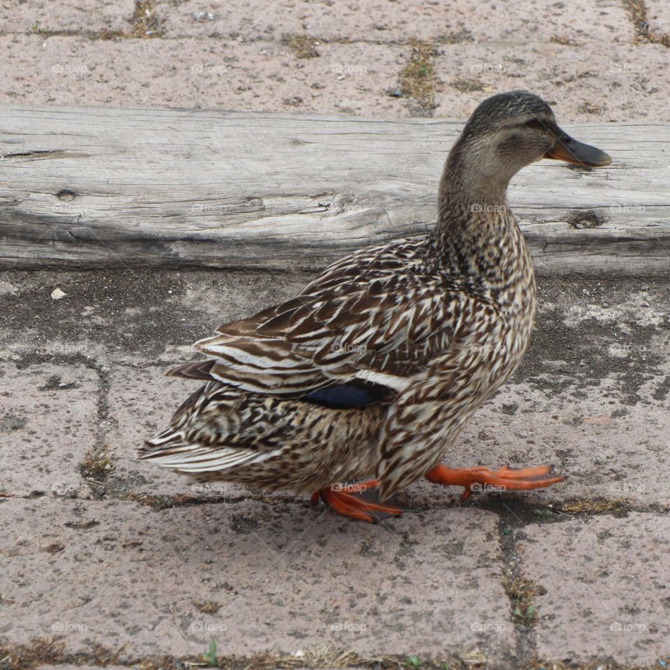 duck