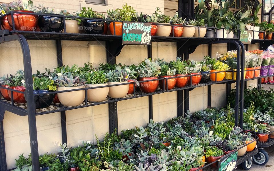 Garden center shopping rack full of succulents for sale