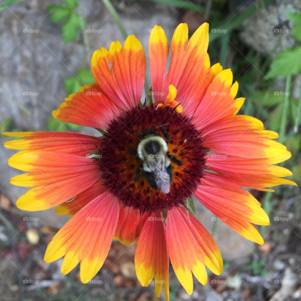 Like me, this bee clings to the last days of summer as the cold fall temps roll in. 