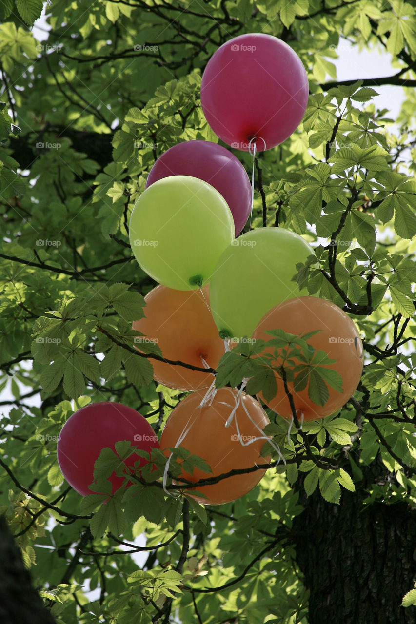 balloons in the tree