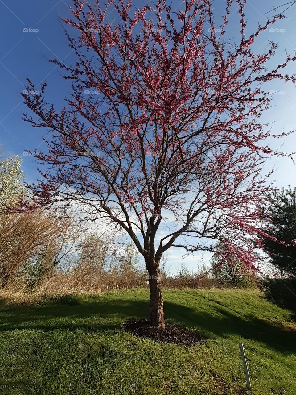 Redbud Tree in Bloom