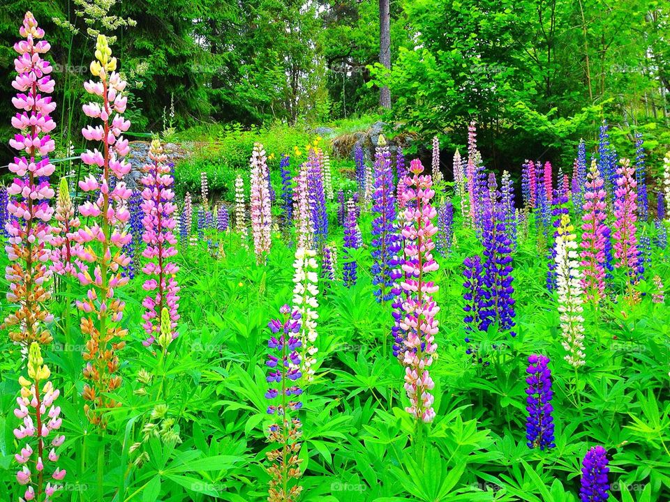 Lupins