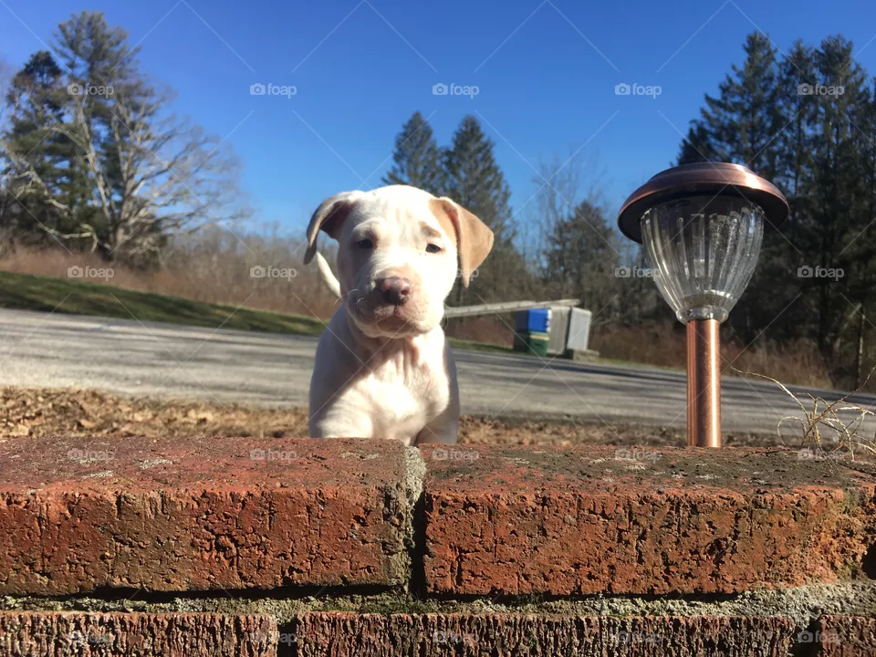 Cute dog