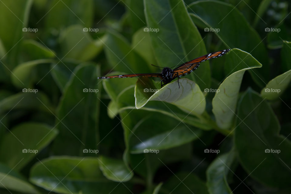 Butterfly in the tree