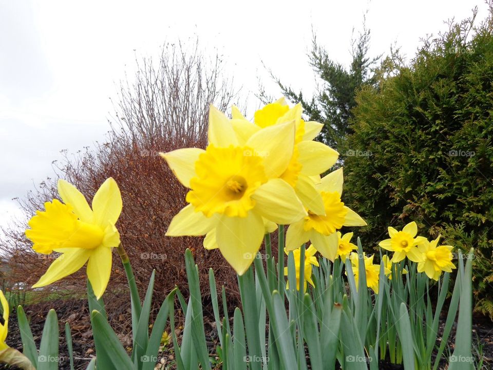 Yellow flowers